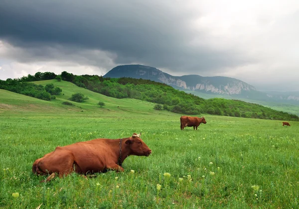 Paisaje con vaca y cielo nublado. Composición natural —  Fotos de Stock