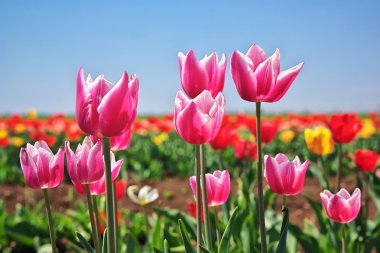 Lale. arka planda yeşil çayır çiçekler.