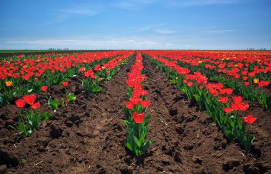 Lale çayır. doğanın kompozisyon.