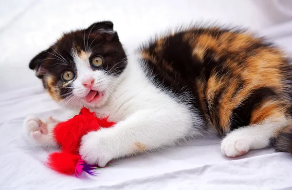 Schlappohr-Kätzchen spielt mit einem Spielzeug — Stockfoto
