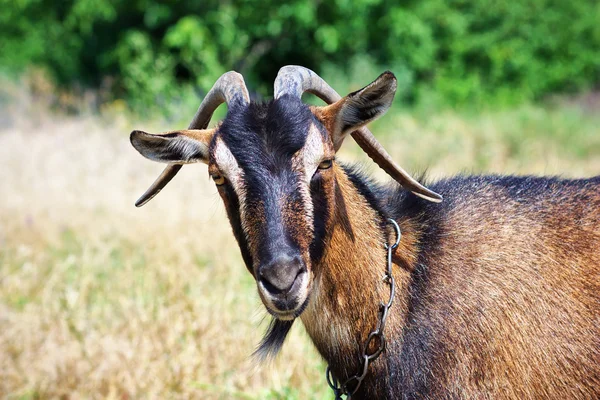 Bir keçi portresi — Stok fotoğraf