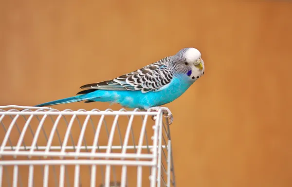 Parrot on a cage — Stock Photo, Image