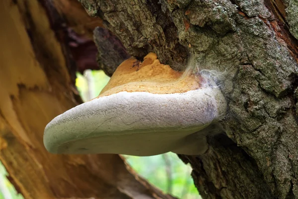 Чага гриб на дереві — стокове фото