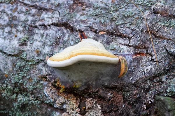 Fungo di Chaga sull'albero — Foto Stock