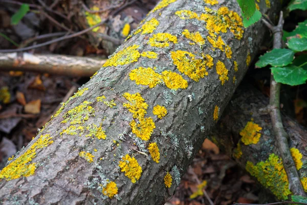 Yellow lichens on tree — Stock Photo, Image