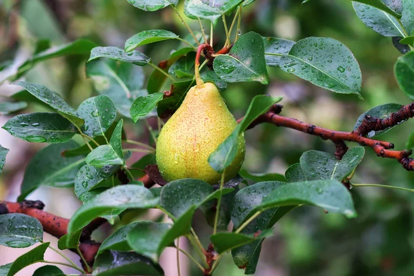 Pear on the branch of tree — Stock Photo, Image