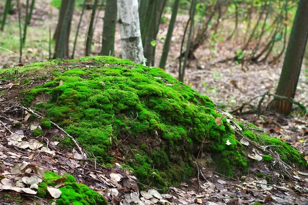 森林里的苔藓 — 图库照片