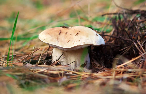 Cep in the forest — Stock Photo, Image