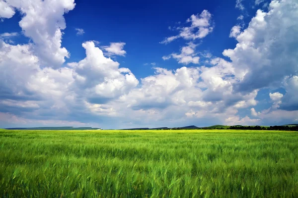 Beautiful landscape with green meadow and cloudy sky. Compositio — Stock Photo, Image