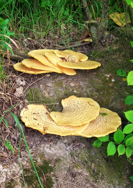 Поліпористий сквомос, жовтий базидіоміцетичний кронштейн гриб — стокове фото