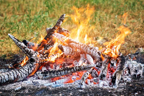 Bonfire in het bos — Stockfoto