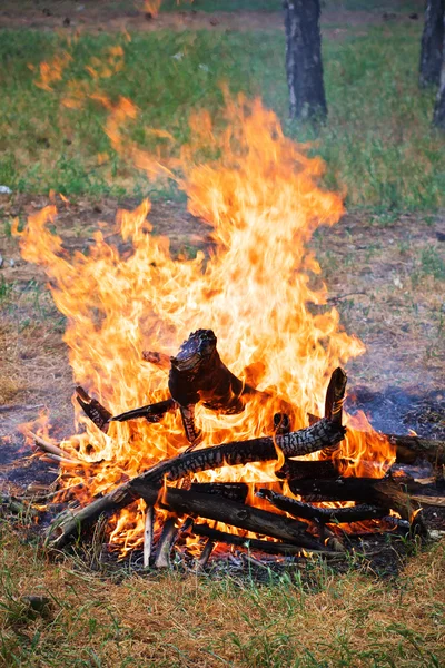 Bonfire ในป่า — ภาพถ่ายสต็อก