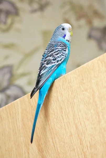 Budgerigar sitting on the door — Stock Photo, Image