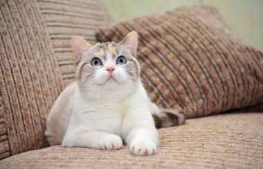 Güzel kedi kanepede yatıyor.