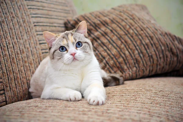Hermoso gato acostado en el sofá —  Fotos de Stock