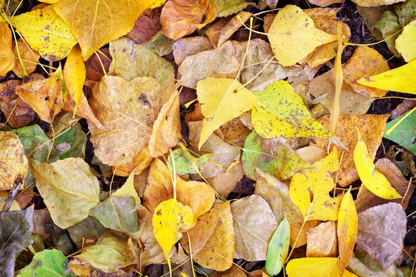Outono folhas coloridas como fundo. Cores de outono na floresta — Fotografia de Stock