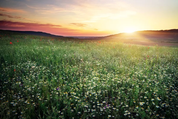 Vackert landskap med solnedgång himlen och fält. — Stockfoto