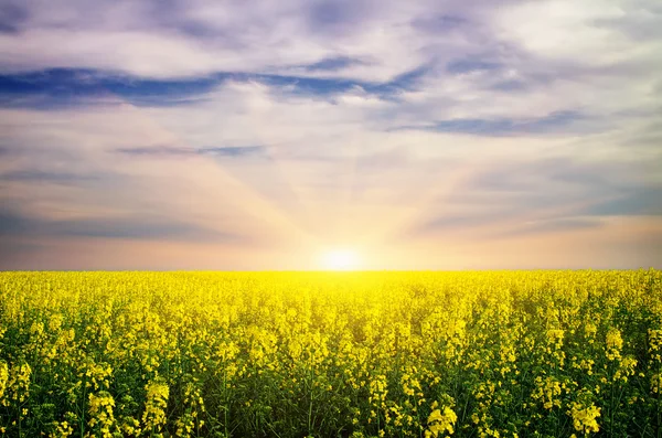 Champ de viol jaune au coucher du soleil — Photo