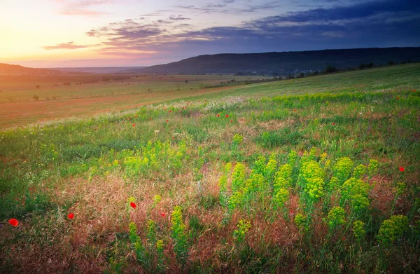 Piękny krajobraz. zachód słońca na Krymie. pole na Krymie. — Zdjęcie stockowe