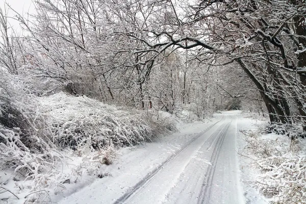 Winter weg in besneeuwde bos. — Stockfoto