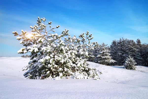Kış manzarası. doğanın kompozisyon. — Stok fotoğraf