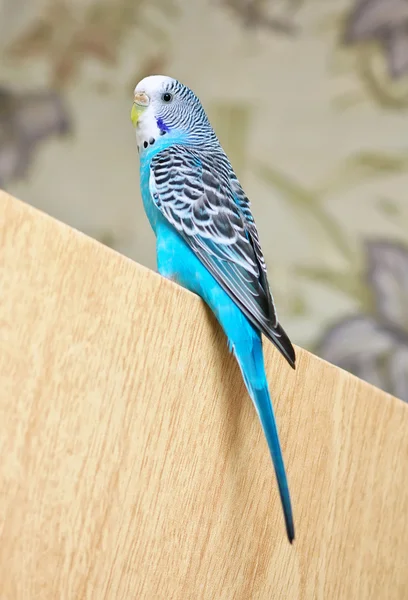 Budgerigar sitting on the door. Beautiful bird. — Stock Photo, Image