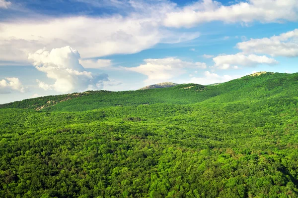 Paisagem de montanha com árvores verdes. Composição da Natureza . — Fotografia de Stock