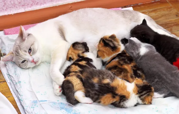 Adorables gatitos pequeños con gato madre . — Foto de Stock