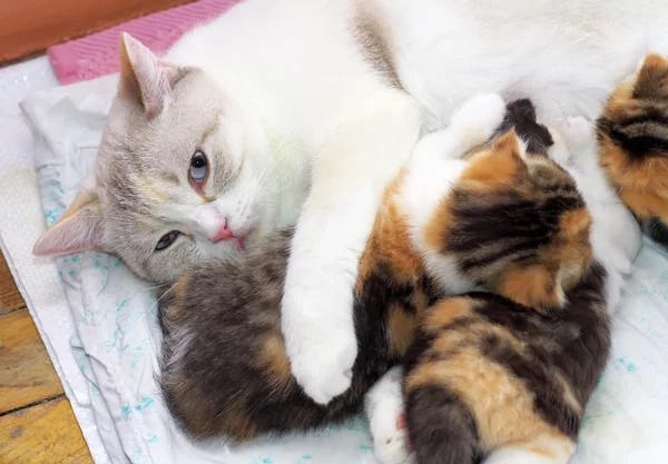Adorable small kittens with mother cat.