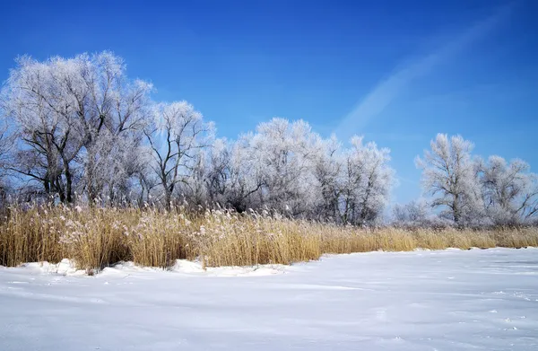 Vinterlandskap med träd och frusna floden — Stockfoto
