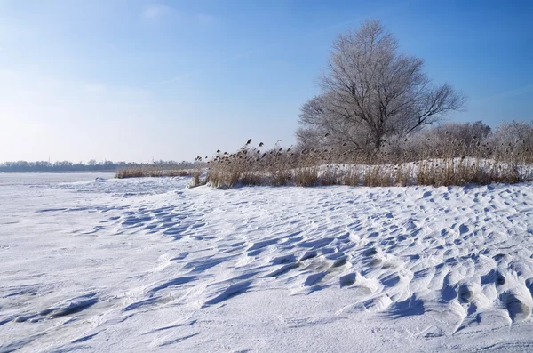 Vinterlandskap med vass, träd och frusna floden — Stockfoto