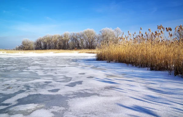 Paisagem de inverno com juncos, árvores e rio congelado — Fotografia de Stock