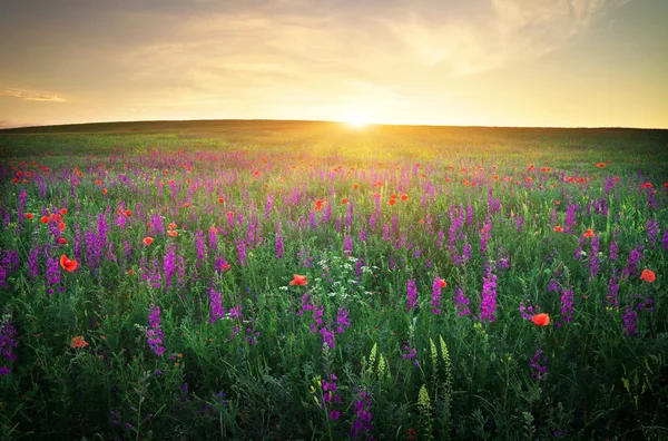 Feld mit roten Mohnblumen gegen den Sonnenuntergang — Stockfoto
