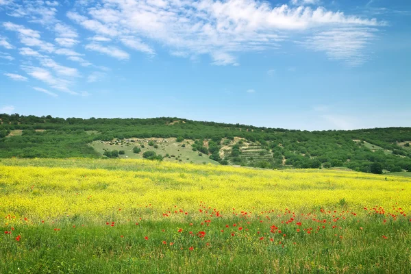 Pięknej górskiej z pola, kwiaty i pochmurne niebo — Zdjęcie stockowe