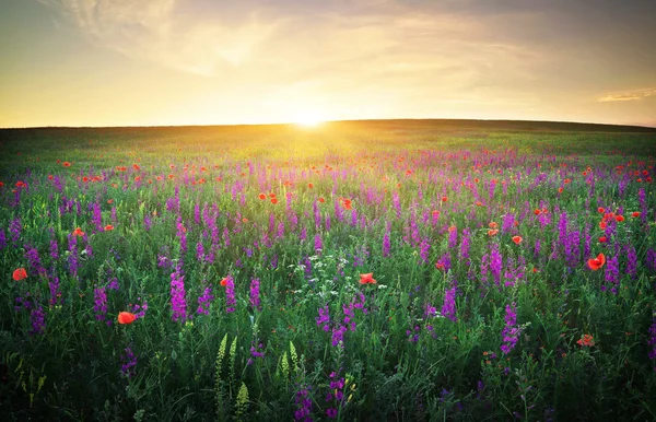 Fält med gräs, violetta blommor och röda vallmo — Stockfoto