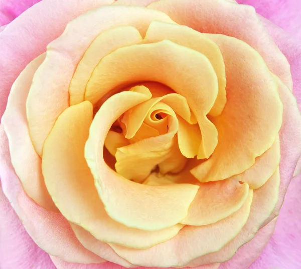 Закрыть розовые и жёлтые лепестки роз. Цветок крупным планом — стоковое фото