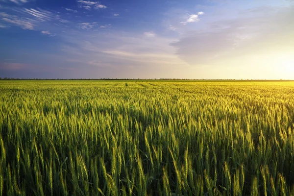 Campo durante il tramonto. Paesaggio agricolo — Foto Stock