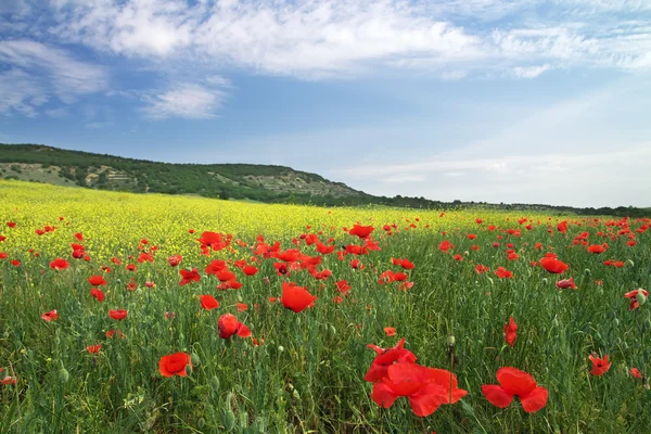 Beautiful Landscape. Field in Crimea. — Stock Photo, Image