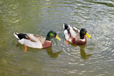 iki yaban ördekleri nehirde yüzmek 