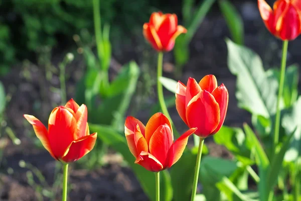 Весенняя клумба с красными цветами тюльпана . — стоковое фото