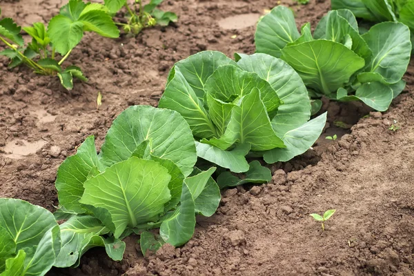 Λάχανο αυξάνεται στον κήπο. φρέσκο λάχανο στο χώμα — Φωτογραφία Αρχείου