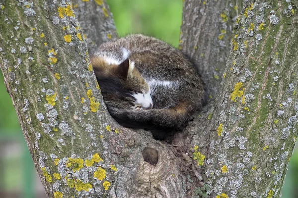 Gato sin hogar está durmiendo en un árbol — Foto de Stock