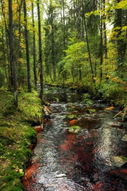 Orman ırmağı deresi suyu akar. Güzel sonbahar manzarası Taşlar ve akan su bulutlu havada