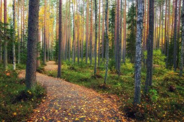 Sonbaharda ormanda patika