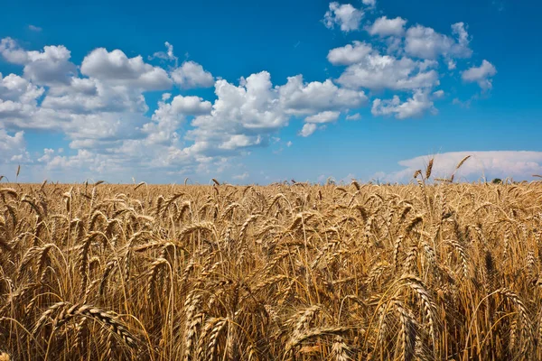 Campo Trigo Orejas Trigo Dorado Cerca Hermoso Paisaje Puesta Del —  Fotos de Stock