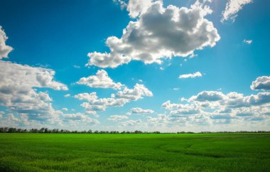 Yeşil tarla ve beyaz bulutlu mavi gökyüzü