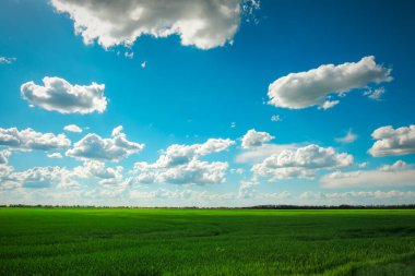 Yeşil tarla ve beyaz bulutlu mavi gökyüzü