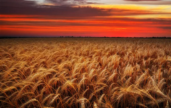 Puesta Sol Ardiente Sobre Una Cosecha Trigo Maduración Hermoso Paisaje —  Fotos de Stock