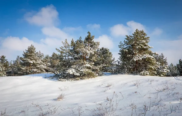 Bosque Invernal Nevado Con Pinos Jóvenes Hermosos Árboles Coníferas Nevadas —  Fotos de Stock