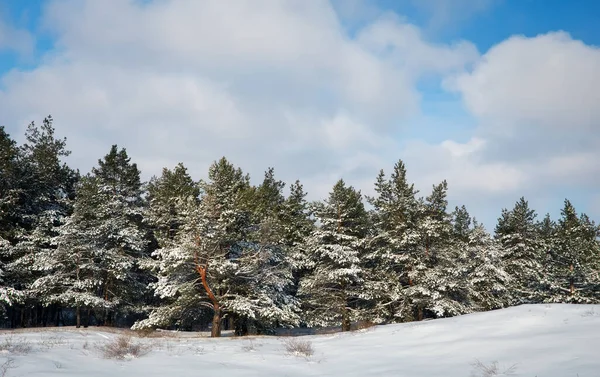 Snowy Zimowy Las Młodymi Sosnami Pięknymi Drzewami Iglastymi Krajobraz Zimowy — Zdjęcie stockowe